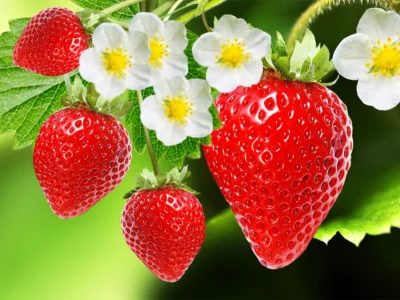 Strawberries An Amazing Rich Sirtfood Strawberries