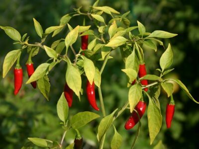 Bird’s-Eye Chillies