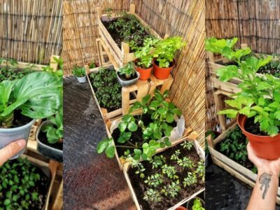 How to Create a Veggie Garden When Living in an Apartment Veggie Garden