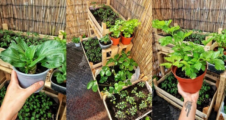 How to Create a Veggie Garden When Living in an Apartment Veggie Garden